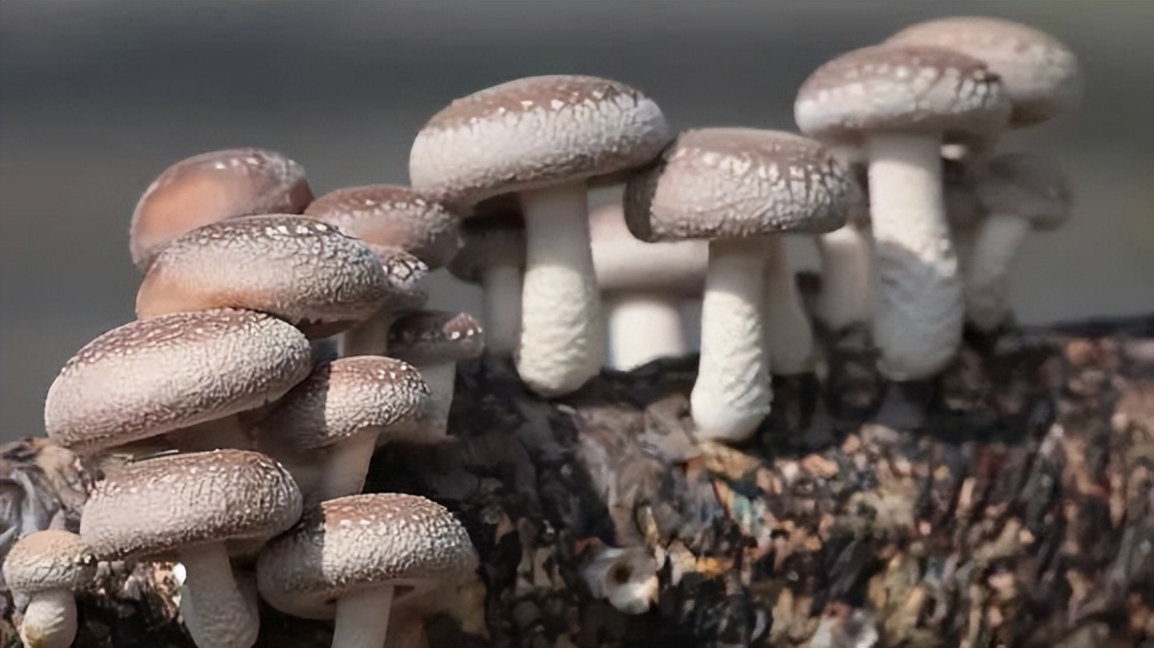 中国地理标志农产品品牌展播,洛阳十大农产品品牌排行榜