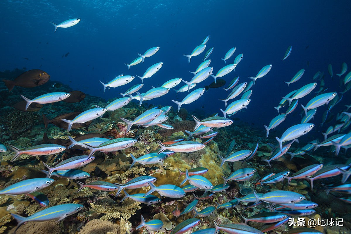 中国最偏僻鱼岛,中国最小的鱼岛