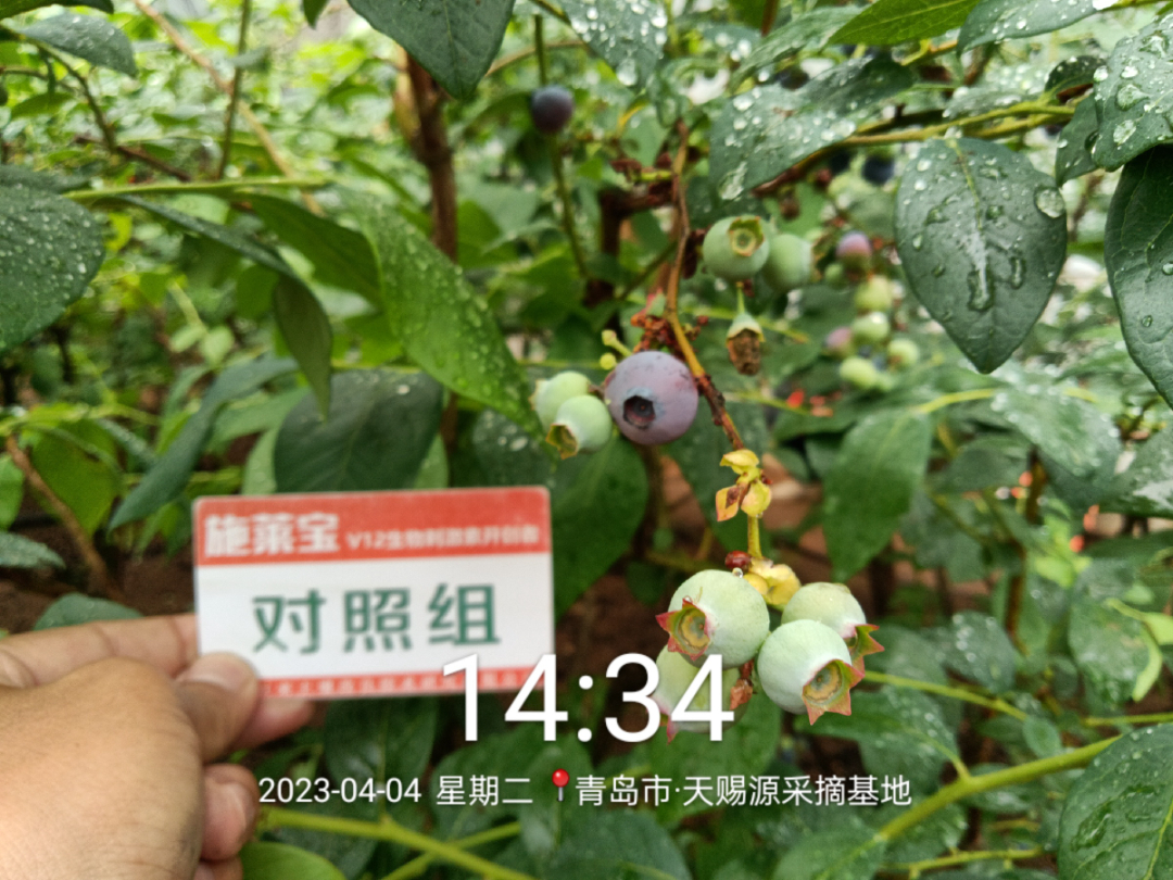 蓝莓大果哪个品种早熟,蓝莓大果新品种