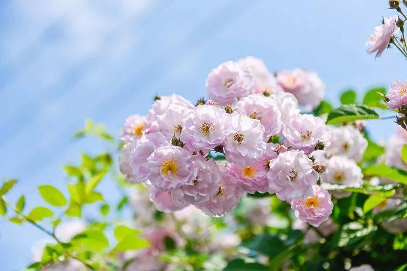 唯美春天的古诗词大全,描述春天的万种风情古诗十首