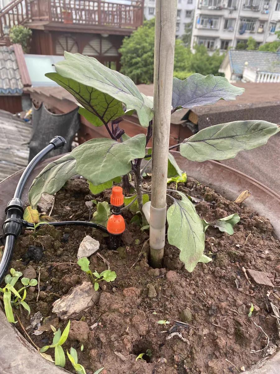 自动浇花浇菜视频教程,蔬菜浇水神器自动浇花