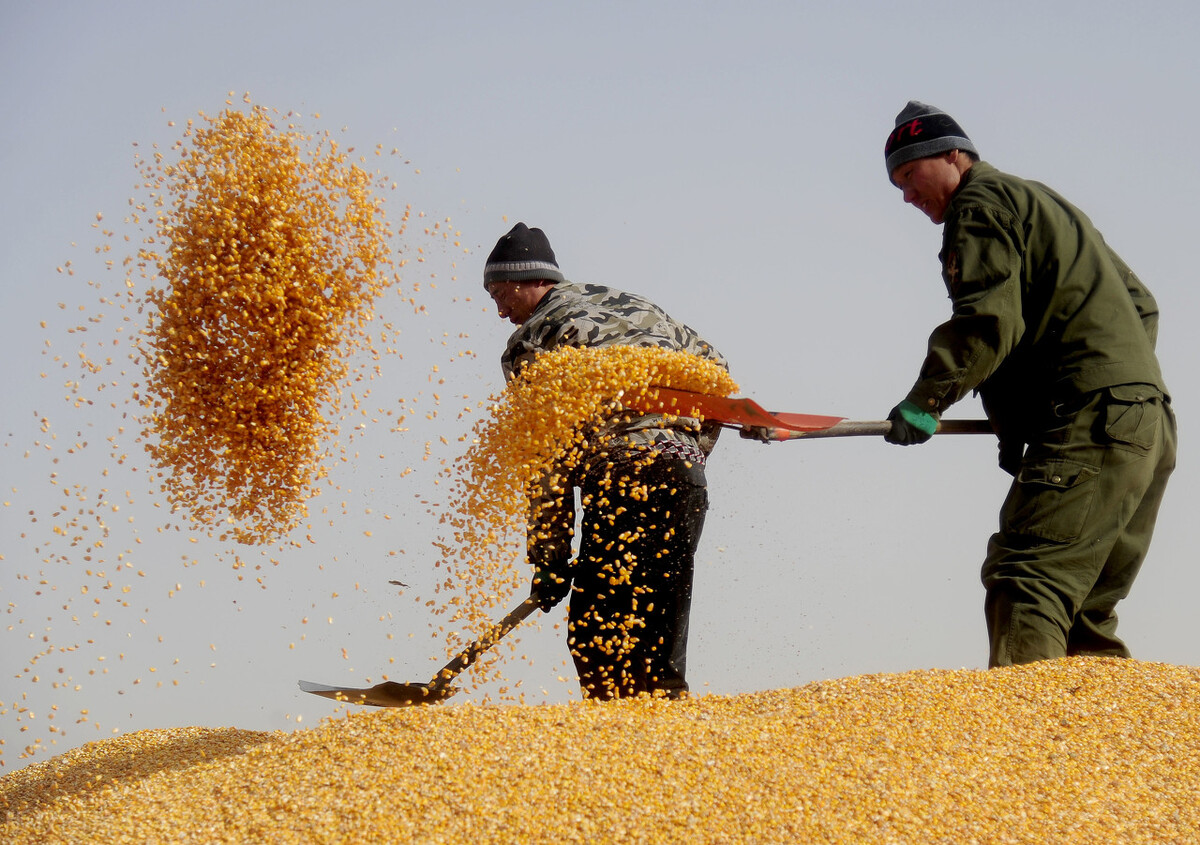 玉米要涨价的节奏,玉米要涨价是真的吗