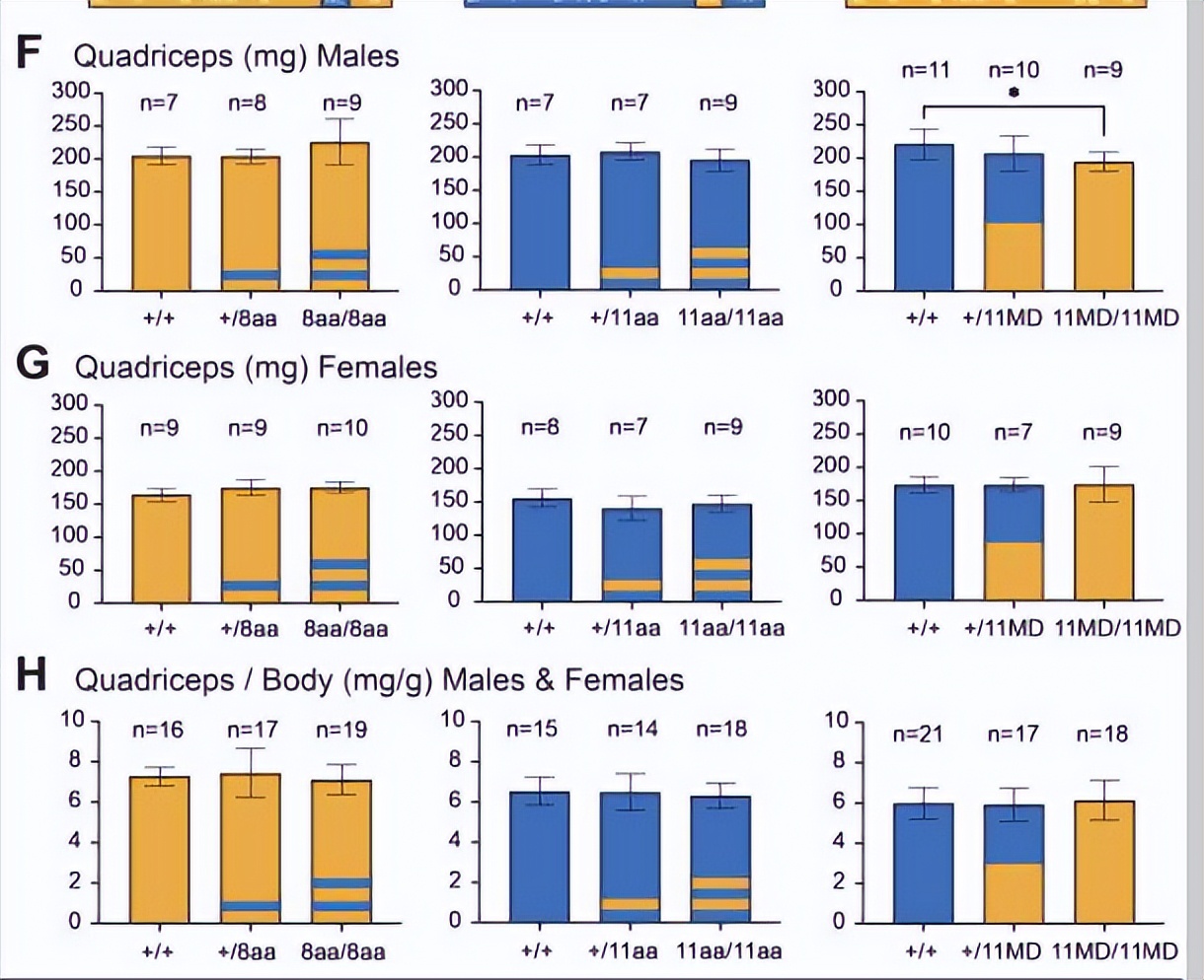 探究GDF11和GDF8氨基酸替代对骨骼发育相关信号通路的实用性研究