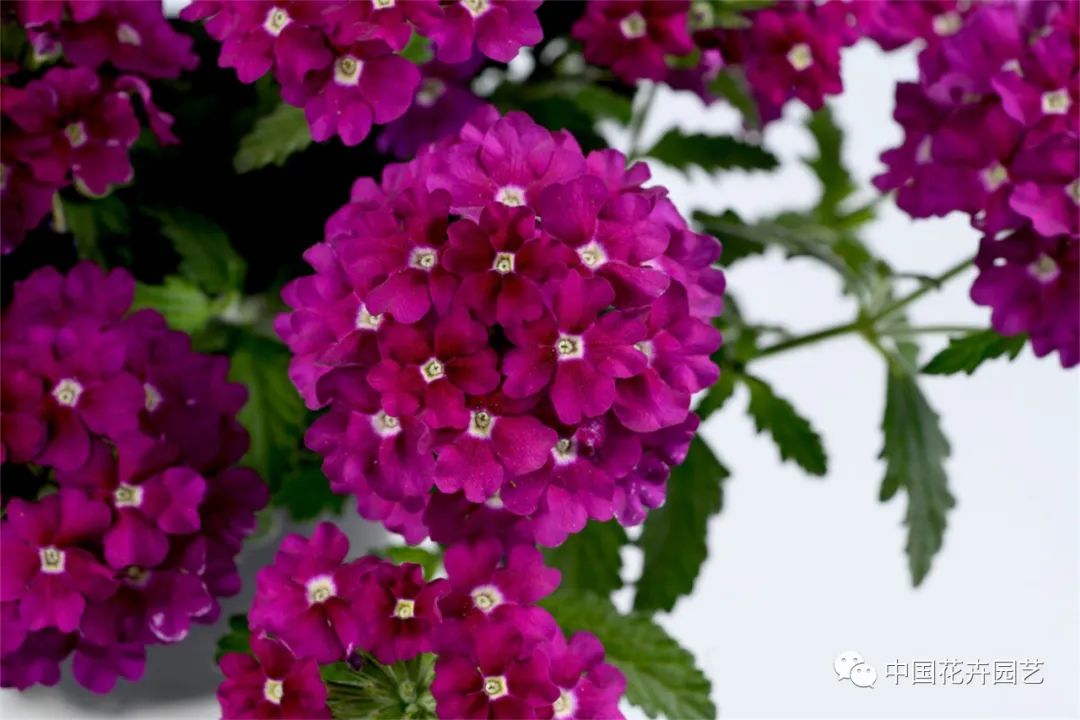 鑺卞崏鍝佺灞曠ず,鏂颁紭鑺卞崏鍝佺灞曠ず