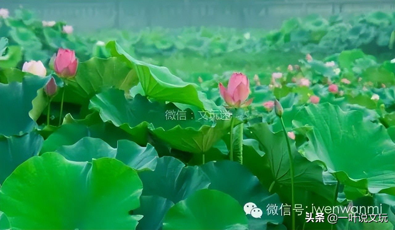 这玩意儿15元一斤,改成手串后要申遗?!太TM离谱了吧?