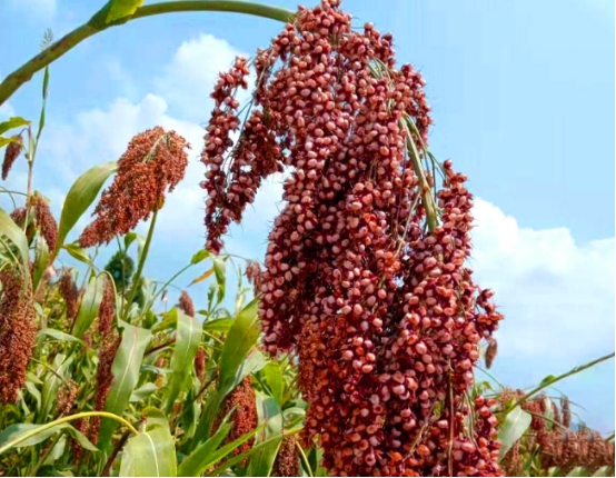 自酿散酒长期喝有什么害处,为什么自酿白酒不好喝呢