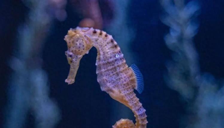 海马:上帝的喝醉创作还是科学的奇迹?