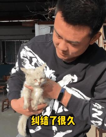 没有写完的黄猫胖太阳的故事