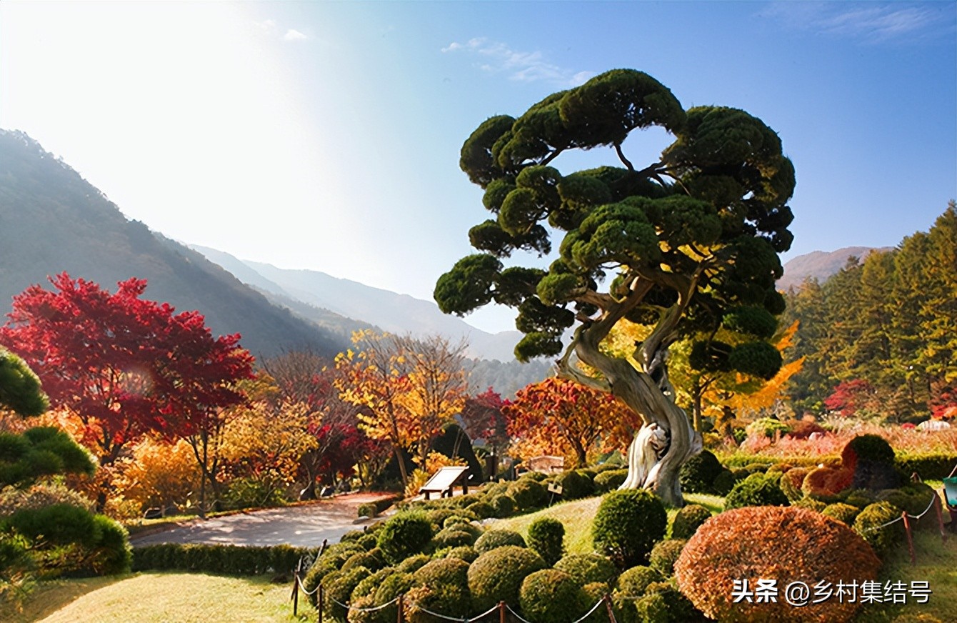 韩国晨静花园,韩国晨静树木园设计方案