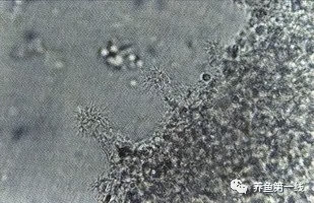 水生生物大盘点,水生生物多图排版