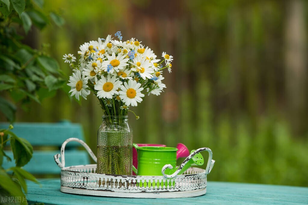 适合暗恋表白送的花,象征暗恋的花有哪些