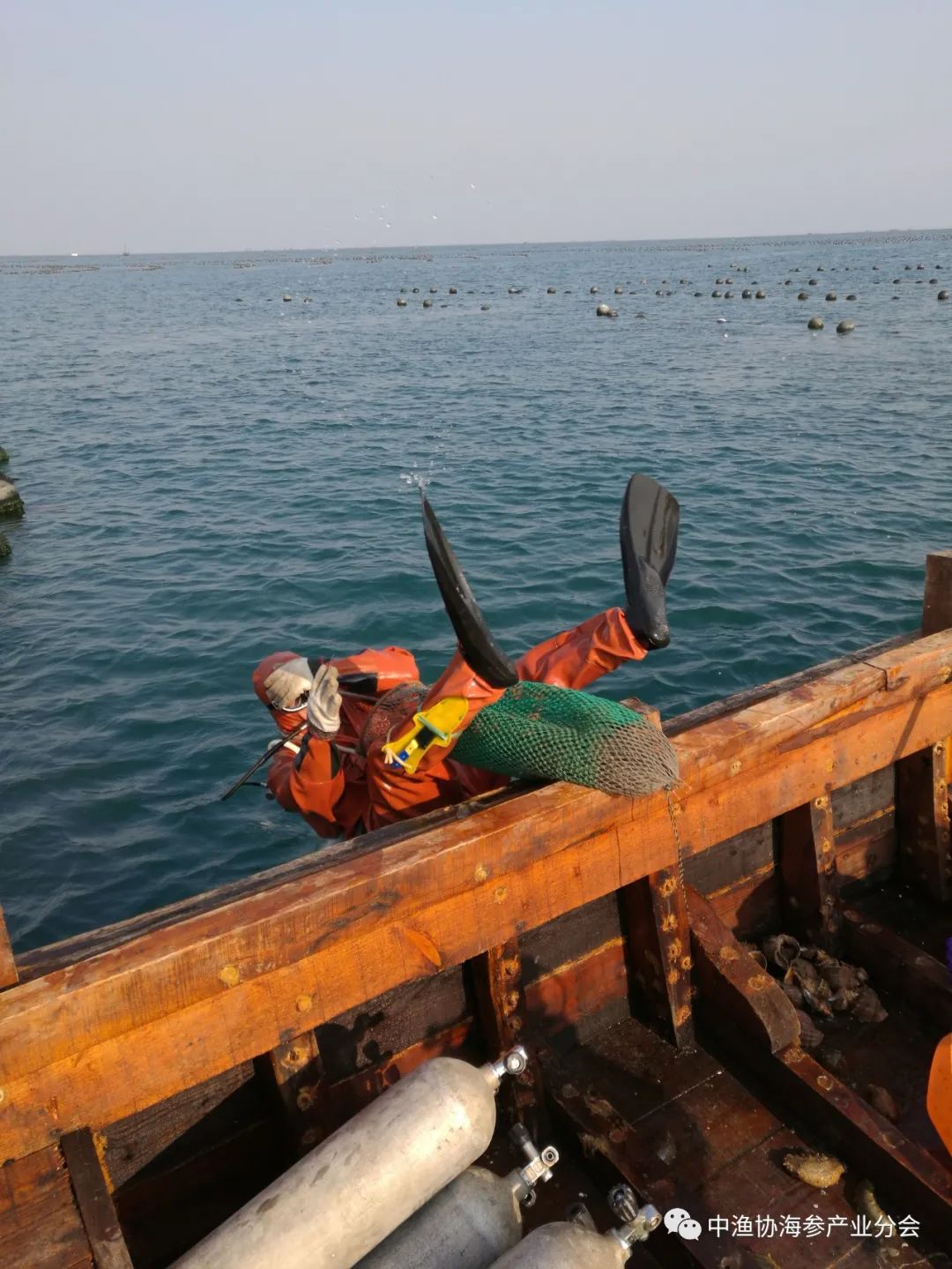 大连海参哪个牌子的好,大连海参主产区在哪里