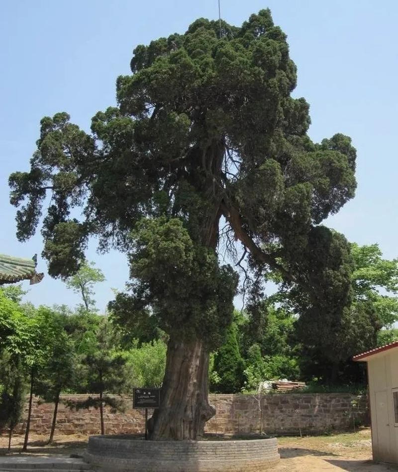 坟上有洞有什么寓意,坟旁生三树子孙后代富是啥意思