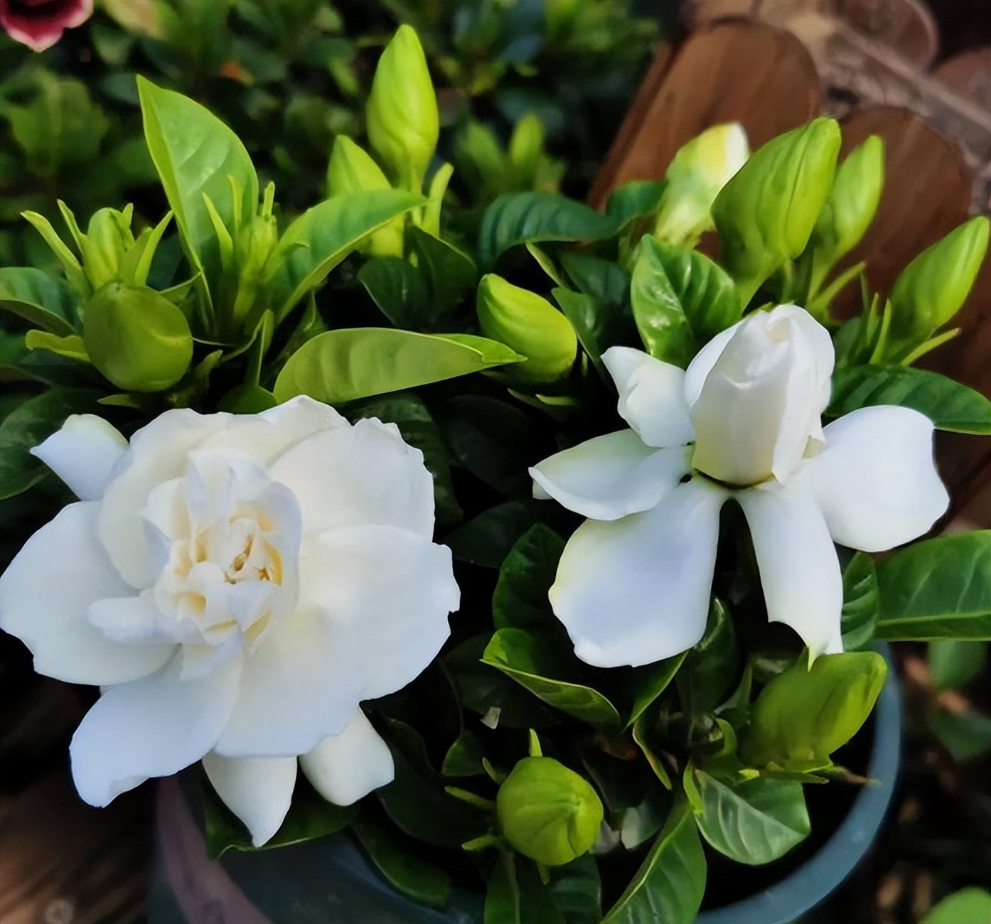 春季养栀子花怎么管理,夏天养爆栀子花的诀窍只需1个字