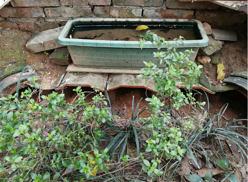 黄缘闭壳龟的公母是由什么决定的,黄缘闭壳龟刚到家躲在土里不出来