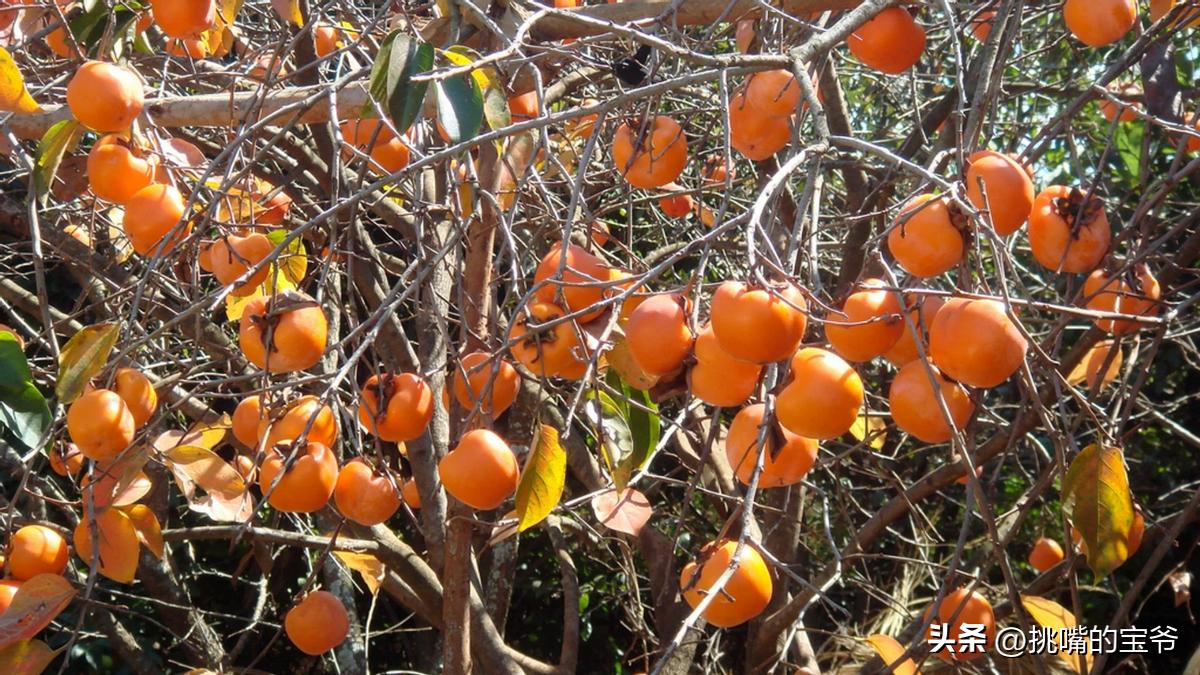带毛的猕猴桃硬的可以吃吗,无毛猕猴桃野生