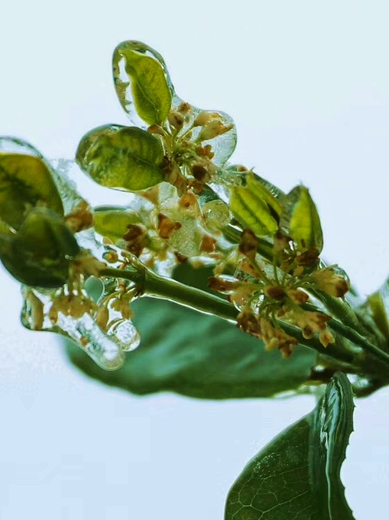 咏冬天（01）李白《北风行》：立志发愤读书，以实现远大抱负