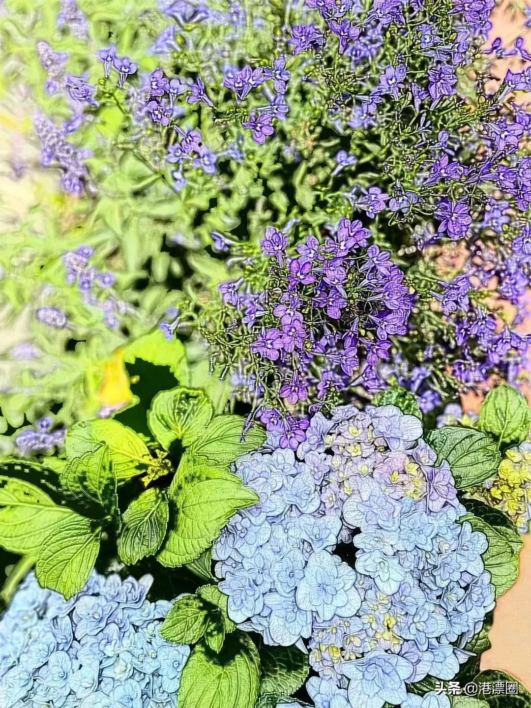 我在香港搬进一个带花园的房子后，直接瘦了六斤……