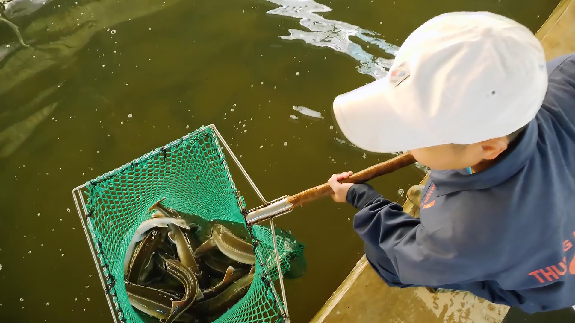 科学告诉你鱼子酱为什么这么贵,顶级鱼子酱为什么这么贵