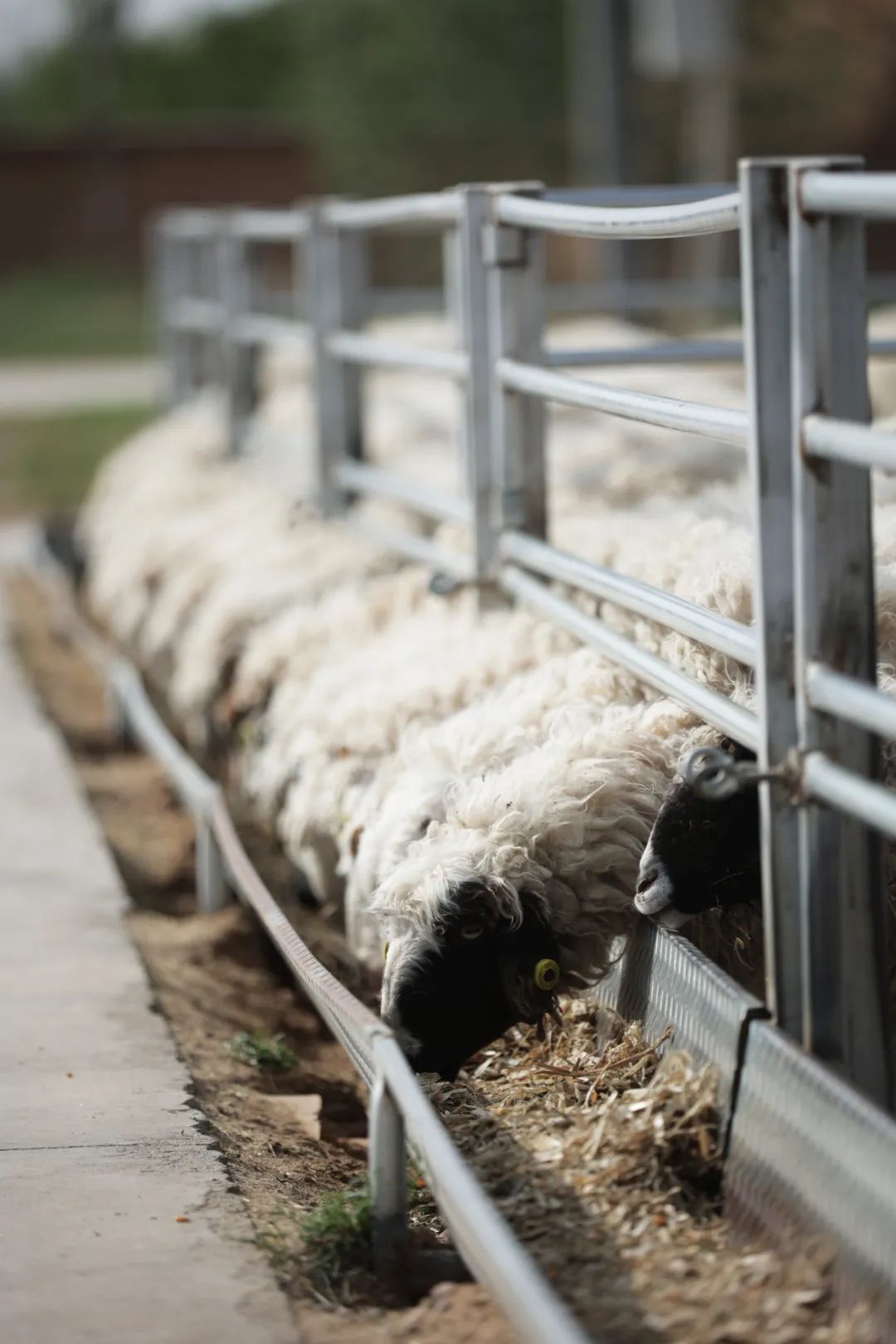 盐池滩羊清炖羊肉做法,苏尼特羊肉和盐池滩羊