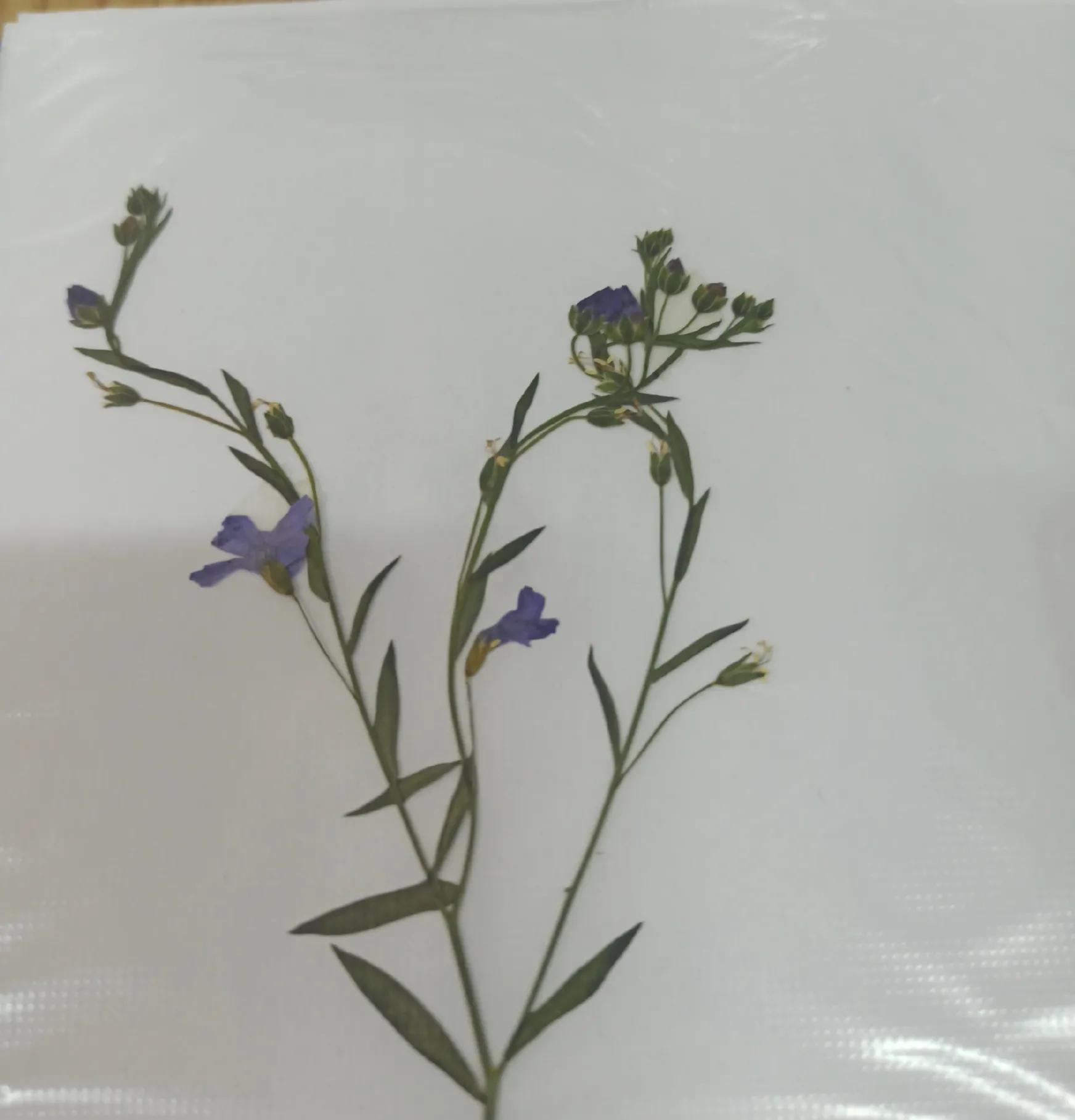 植物标本简单记录,常见却不普通的植物标本