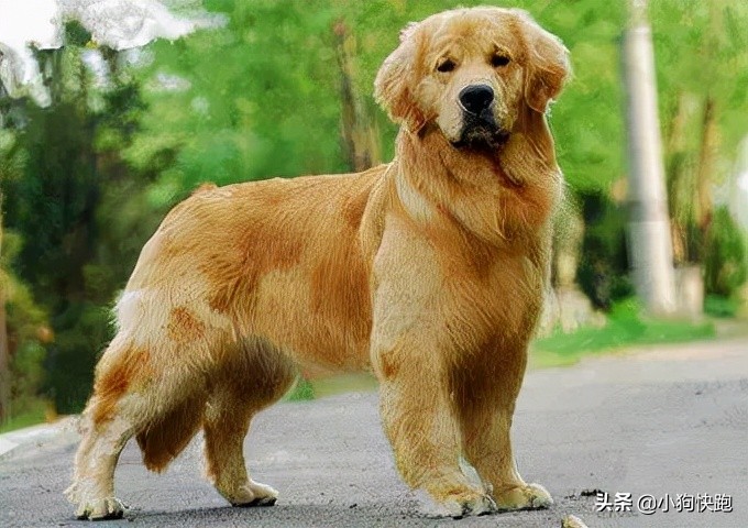 金毛拉布拉多犬的优点和缺点,新手养金毛老手养拉布拉多