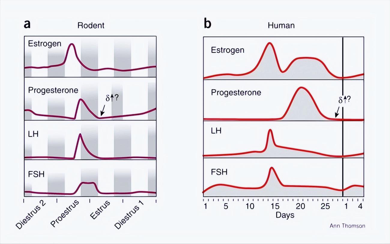 动物都会定期发情，而人类演化后，女性为什么会隐藏“发情期”？
