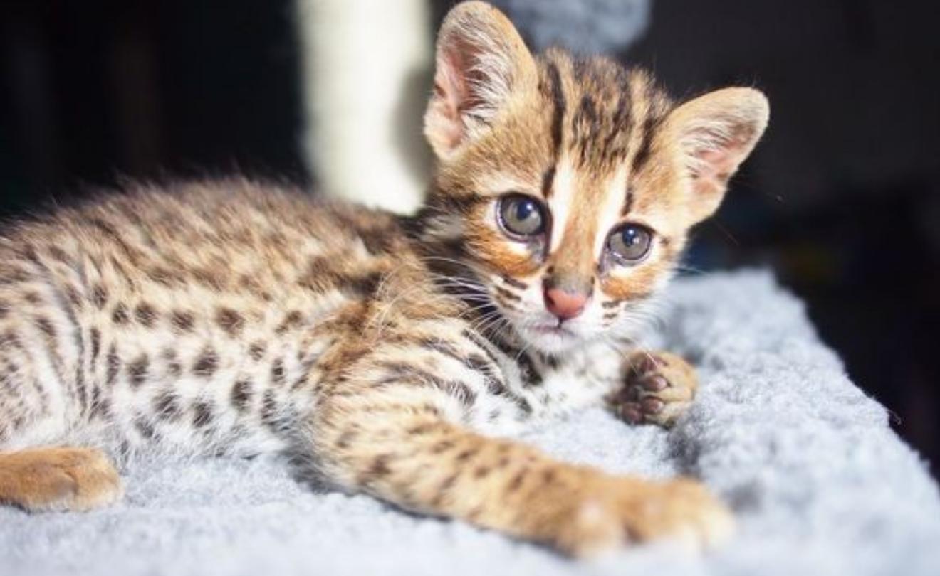 广东老太太捡了一只猫,广东老太上山捡了只小猫