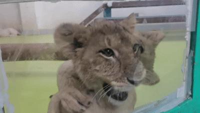 一天玩遍北京野生动物园,包场去鸟巢
