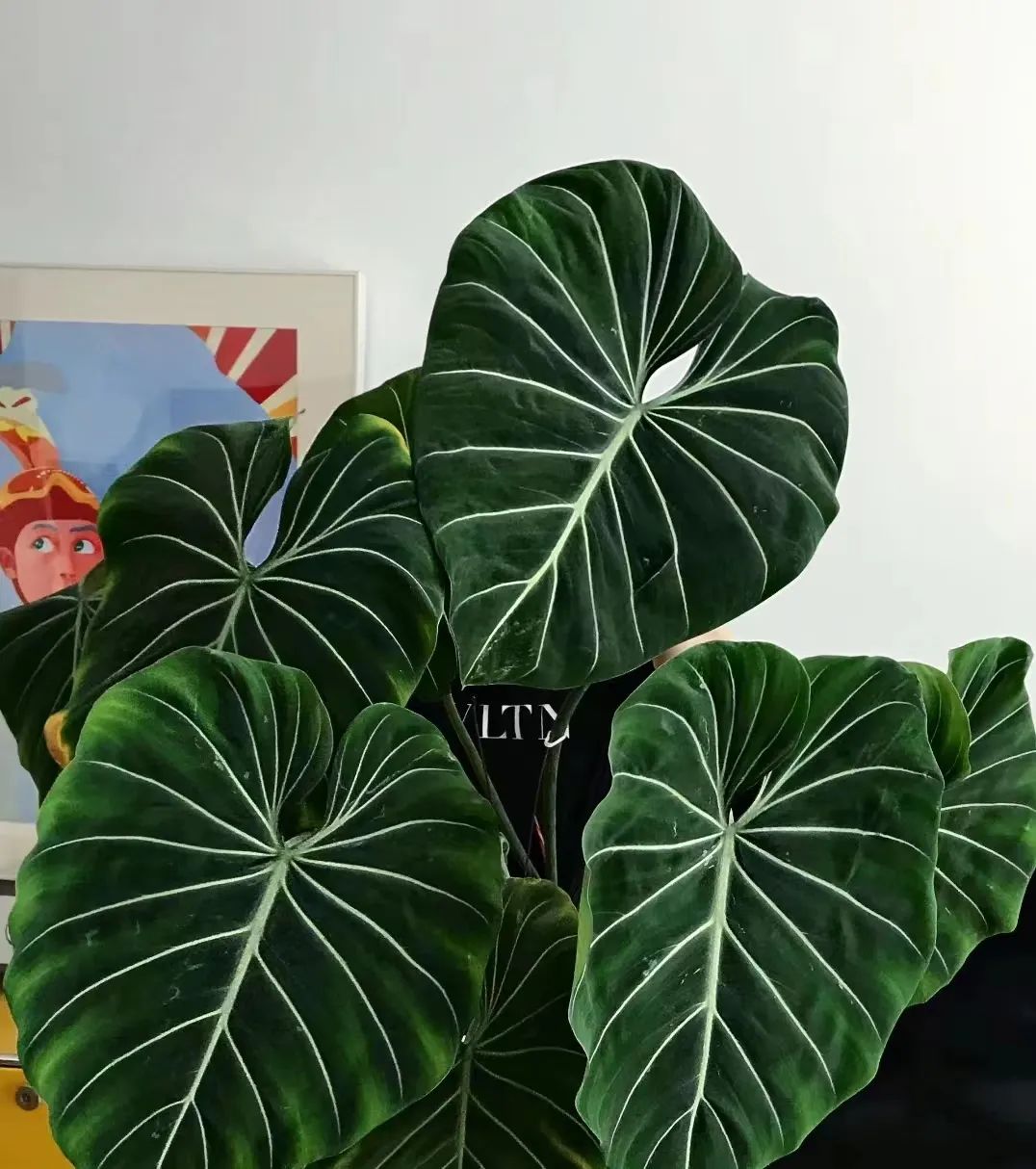 盘点24个常见蔓绿绒品种，叶色靓丽颜值高，总有一款撬动你的心！