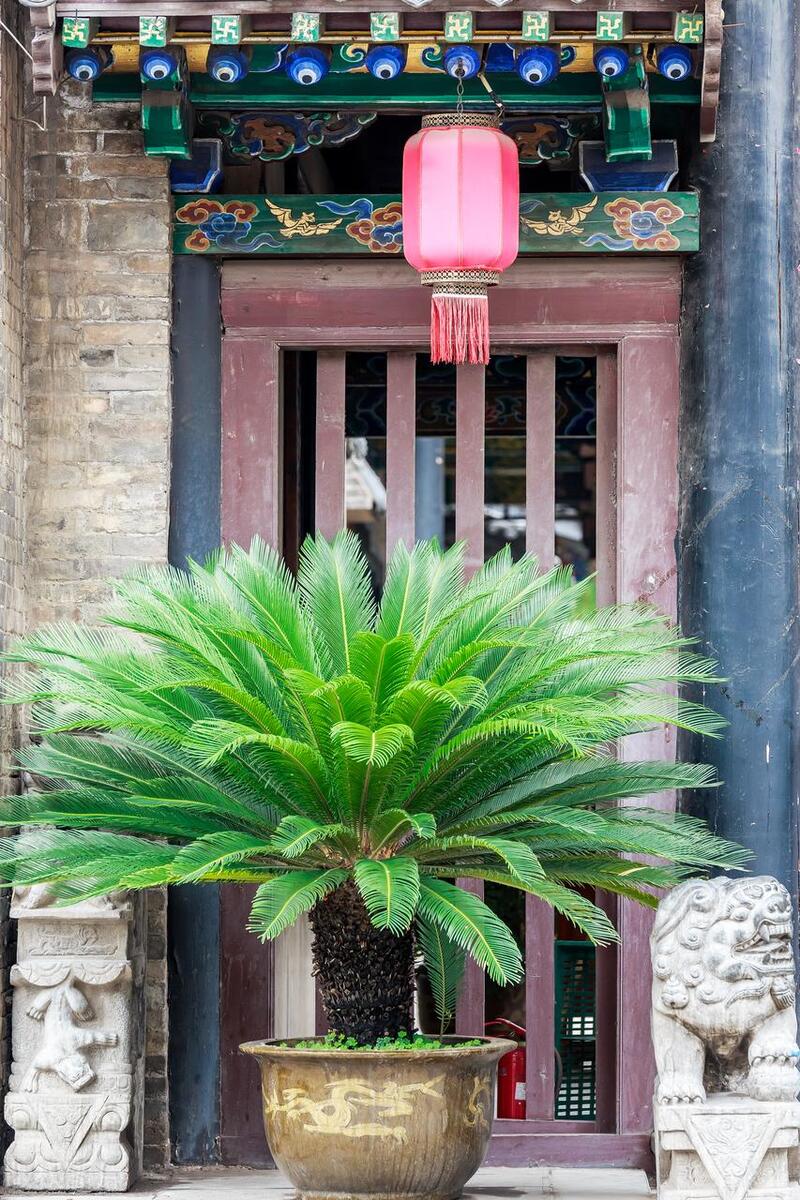 门前栽什么树聚财招财,门口种树富几代人