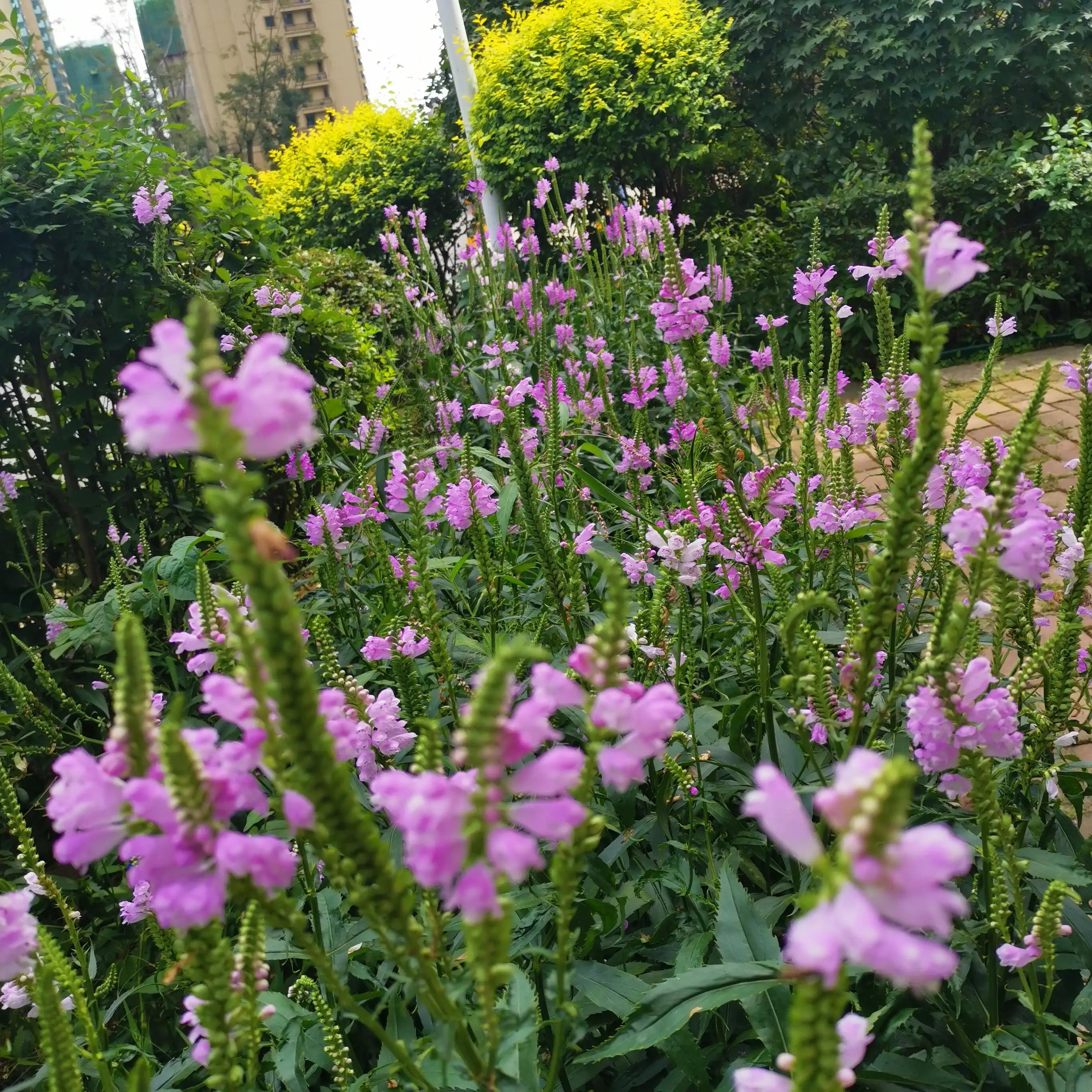 手机有部分app无法使用wifi,同一网络下有些app不能上网