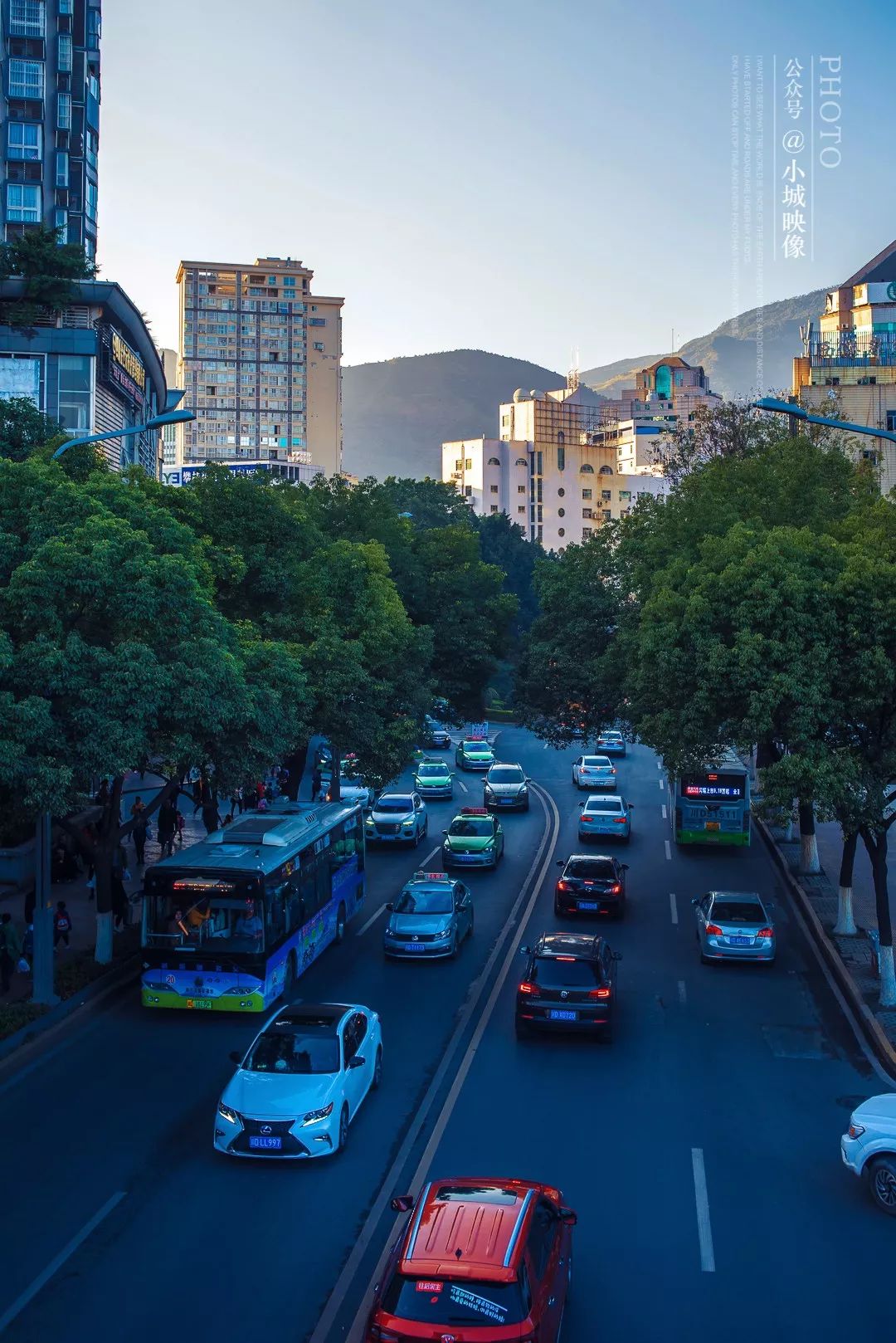 攀枝花是一种什么花,什么是攀枝花铁树