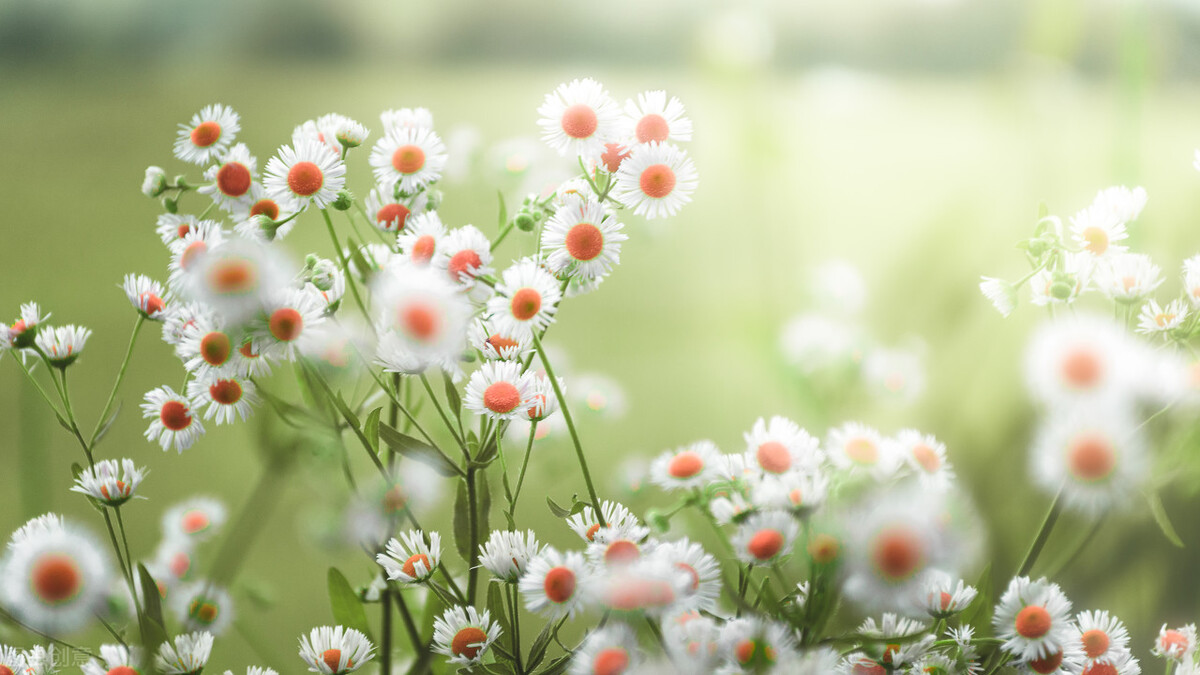 《西厢记》昆曲听琴,西厢记中听琴