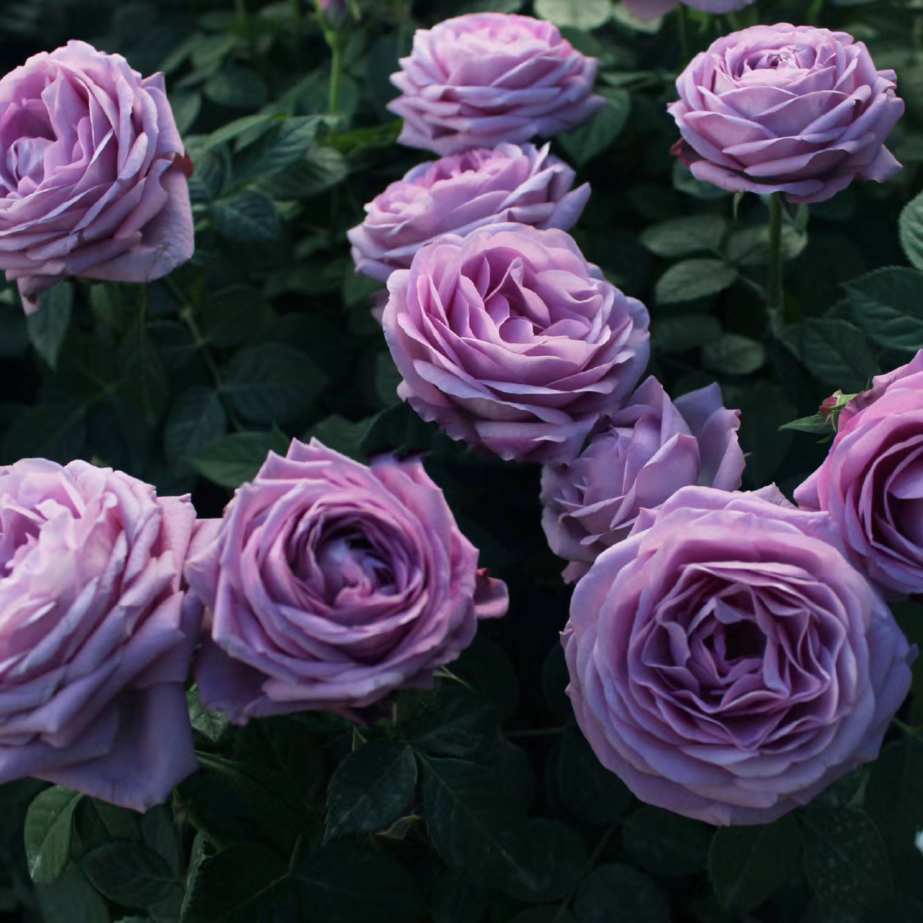 精致又温馨的小阳台,漂亮阳台月季花