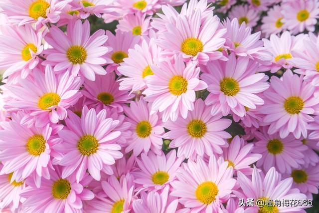 当年我家开饭店，他每天拿着小鱼来换包子，30年后，他又找上门了