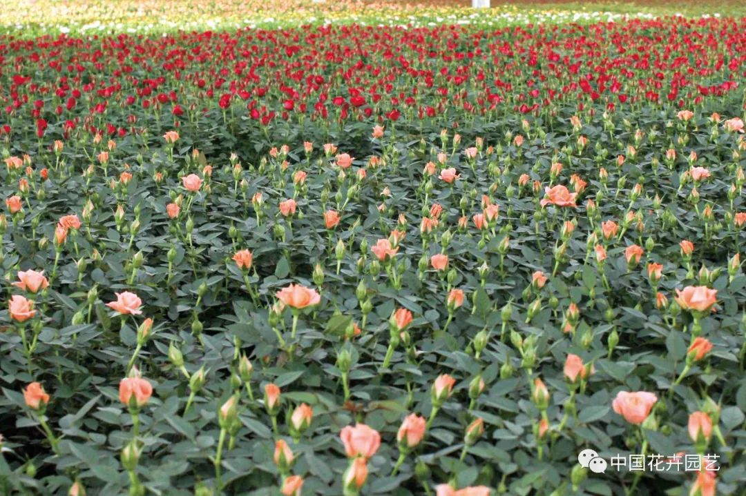 盆栽花卉行情,盆栽花卉市场2016行情分析