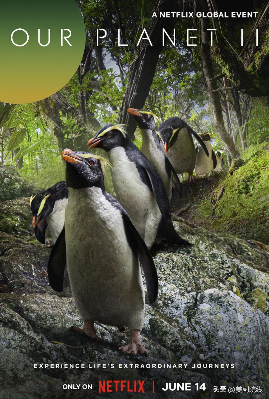 最新王炸美剧,王炸开局美剧