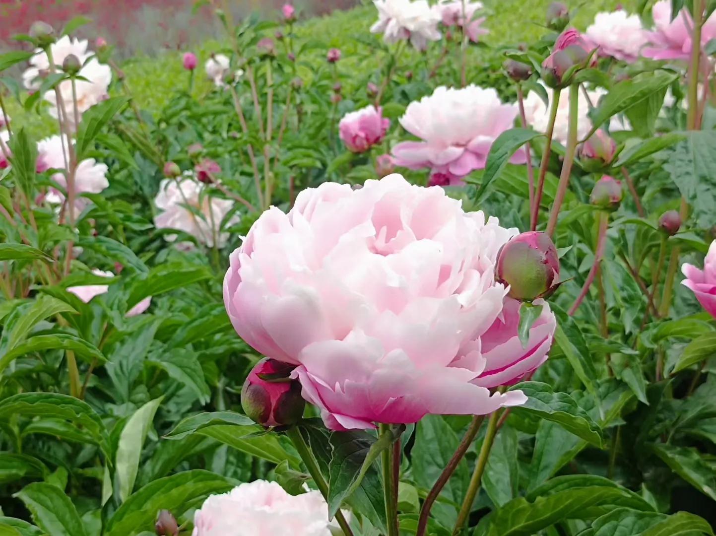 七一开怀赋锦章，锤镰飞彩映朝阳