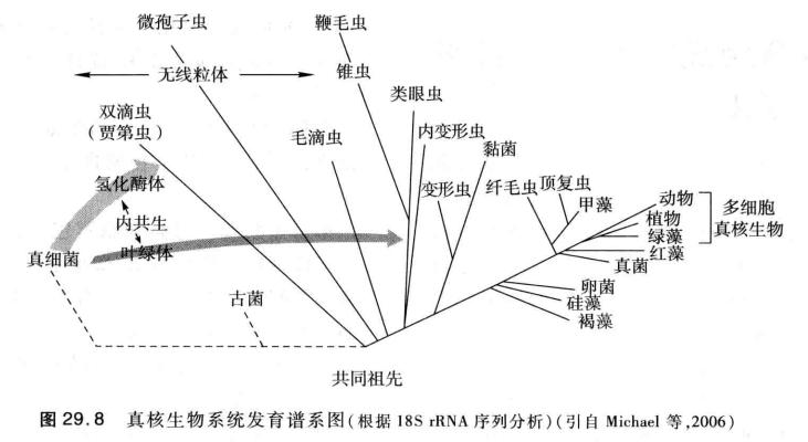 普通生物学(陈阅增)第29章:真核细胞及原生生物的进化知识点
