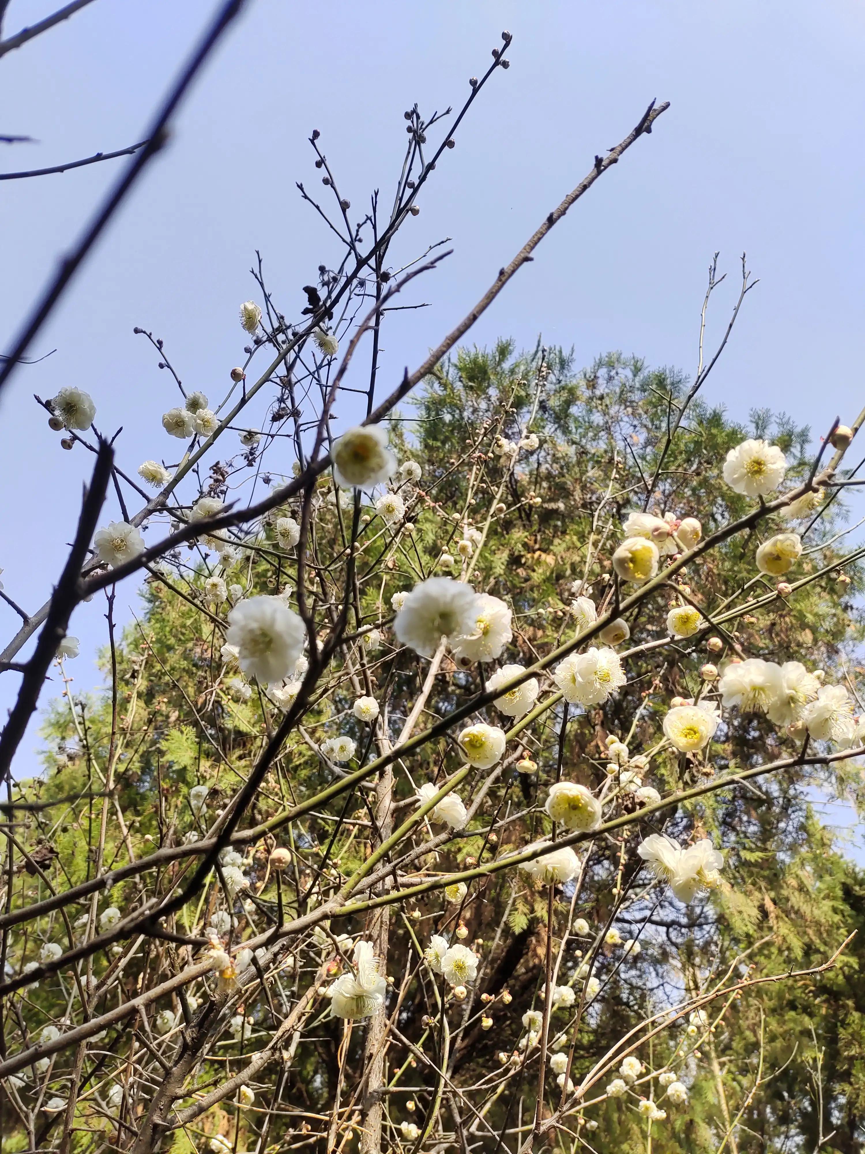 素菜中的荤,素中之荤食物有哪些