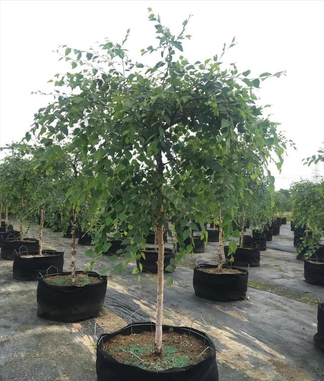 现在市场行情最好的苗木,目前高档苗木有哪些