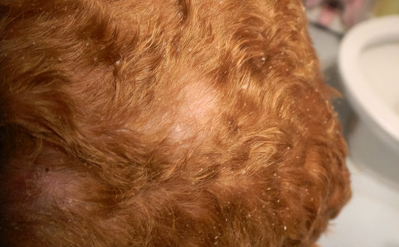 泰迪肚子里有虫子有什么症状,泰迪狗身上的虫子是什么虫