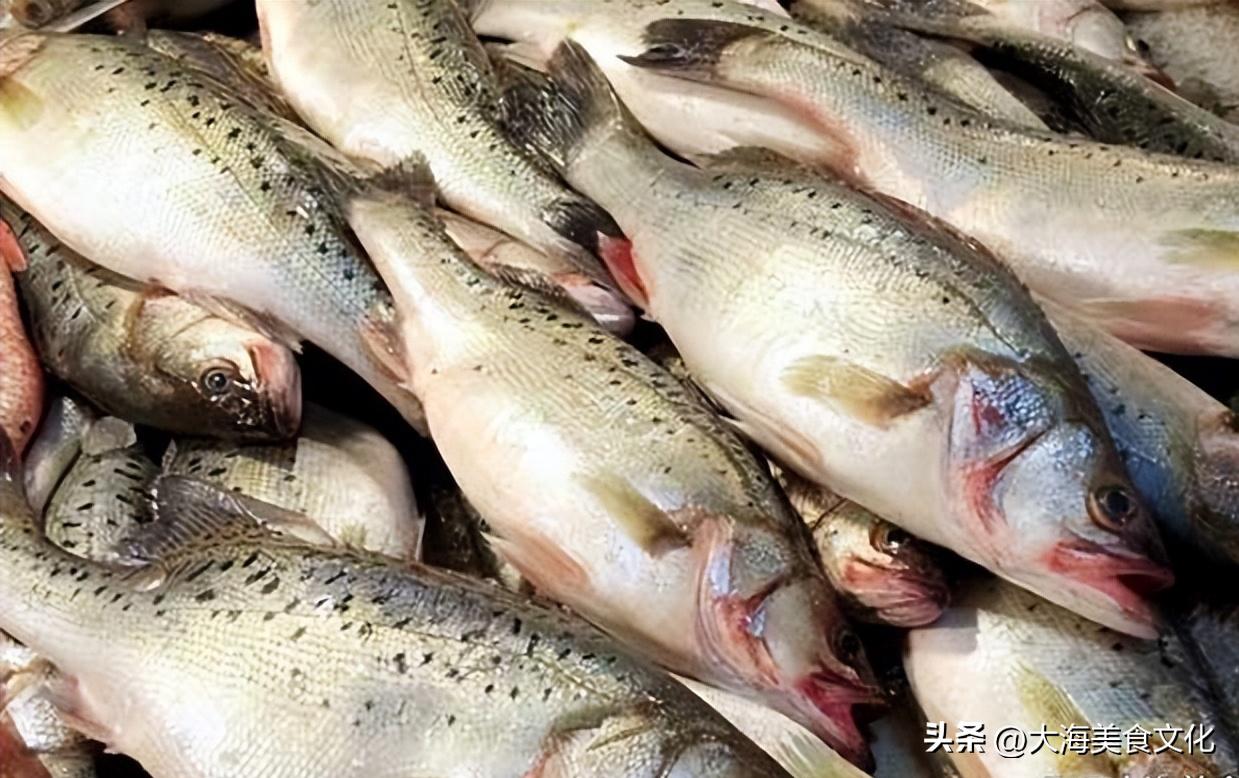 野生海鲈鱼的10种最佳吃法,野生的淡水鲈鱼最好吃的做法