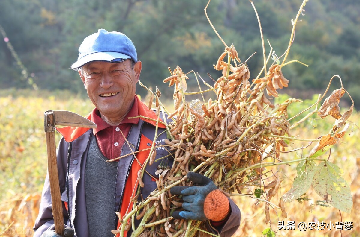 种大豆施什么化肥大豆能高产,大豆高产打什么药水大豆饱满
