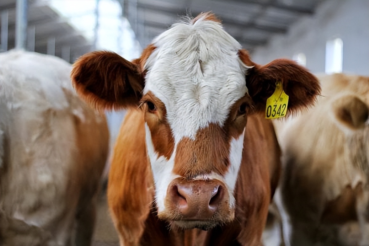 牛养殖现在牛价降价了吗,养殖牛价格行情走势分析