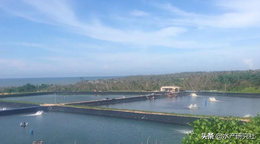 小球藻是水剂好还是粉剂好,水产小球藻种是干粉好还是液体好