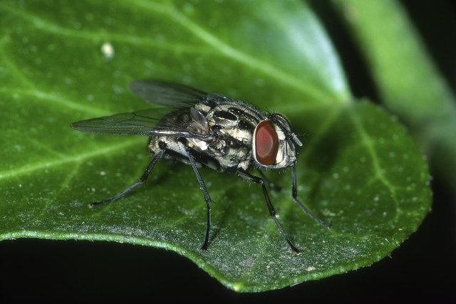 有小苍蝇怎么消灭,下水道小苍蝇怎么去除