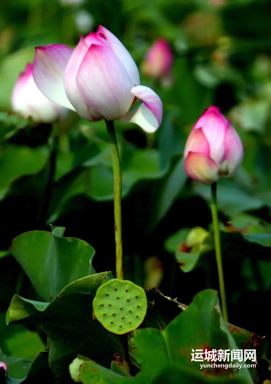 杩愬煄鍐滀笟鏃呮父,杩愬煄鍐滀笟鍙戝睍