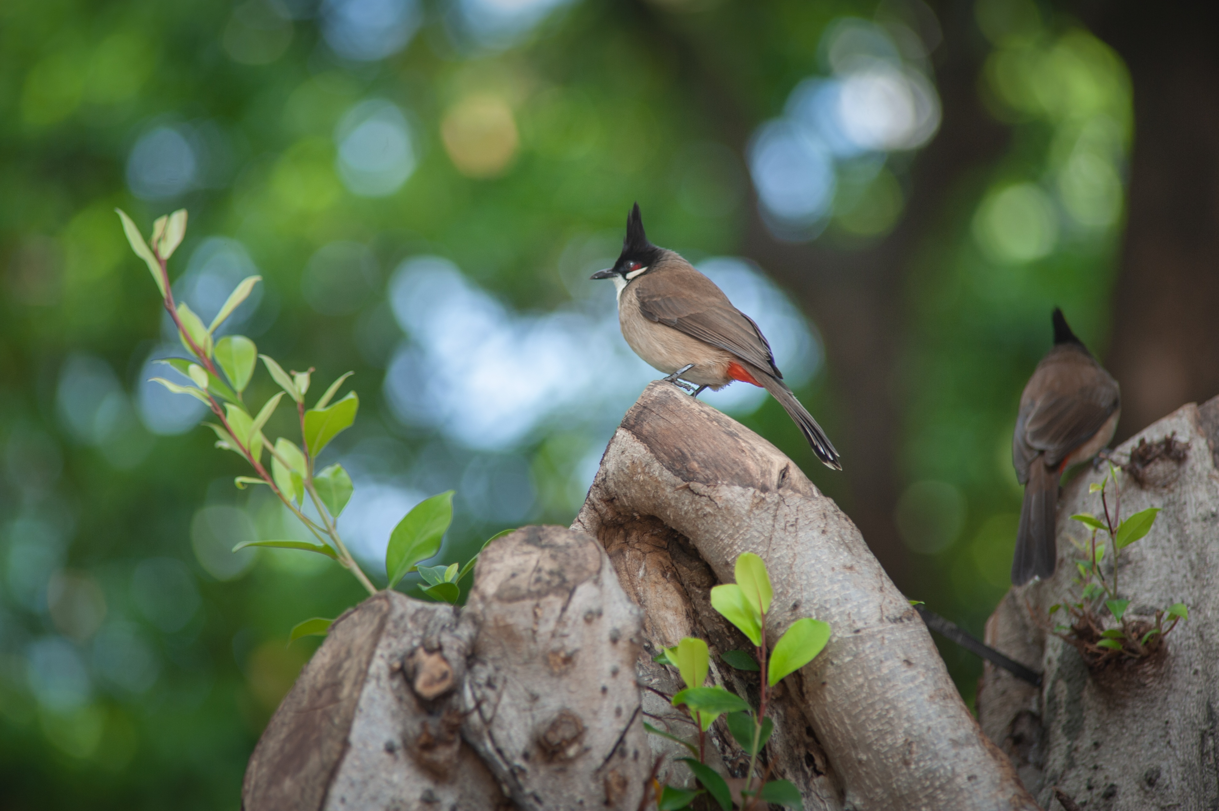 花城春天里,花城春天荷花